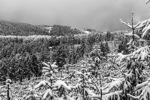 Free Winter Forest photo and picture