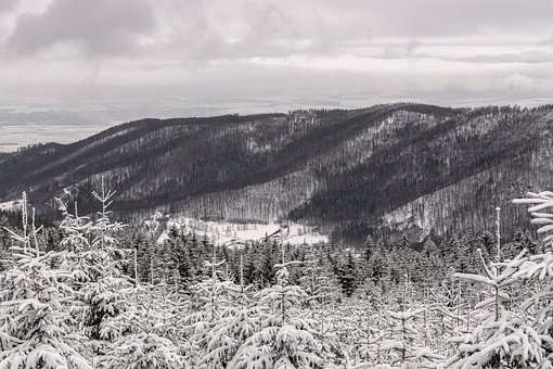 Free Winter Forest photo and picture