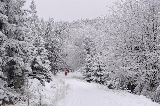 Free Winter Forest photo and picture