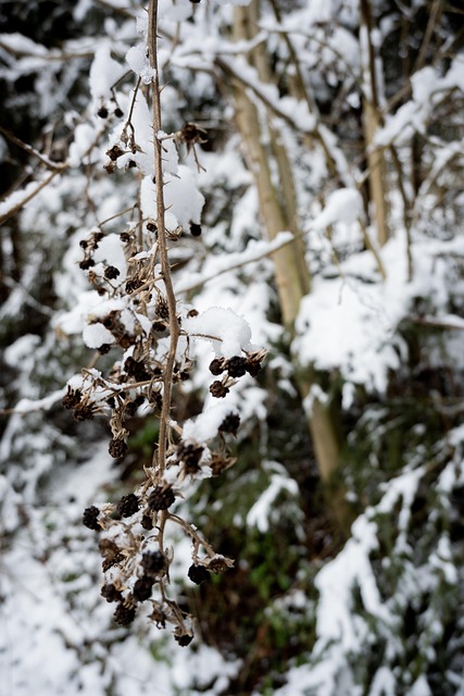 Vinter, Sne, Planter, Kold, Natur
