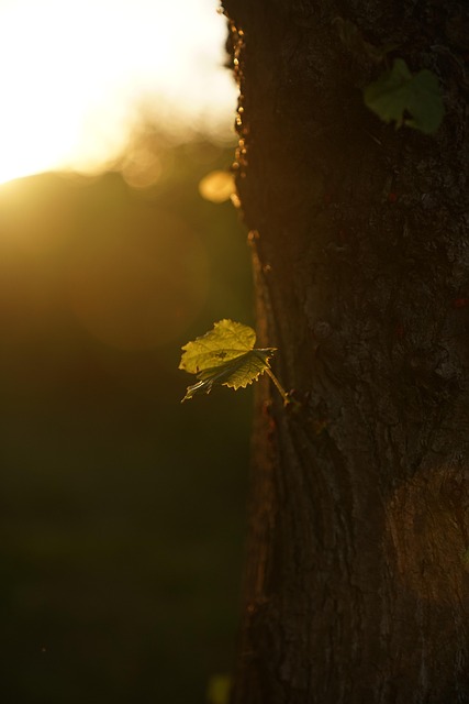 Free Leaf Tree photo and picture