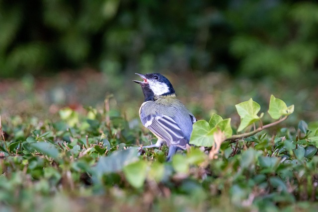 Free Bird Perched photo and picture