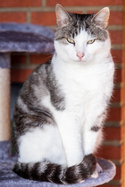 Free Cat Pet photo and picture