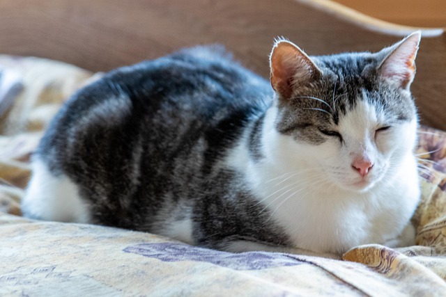 Free Cat Nap photo and picture