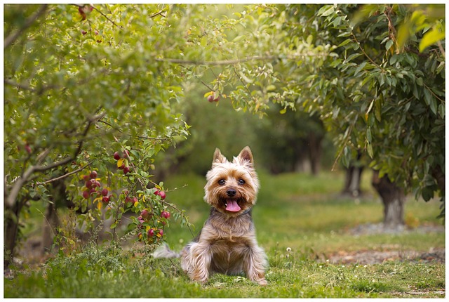 Free Dog Doggy photo and picture