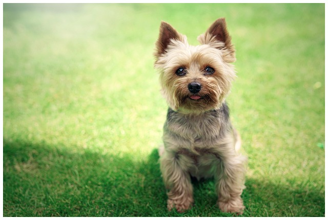 Free Dog Doggy photo and picture