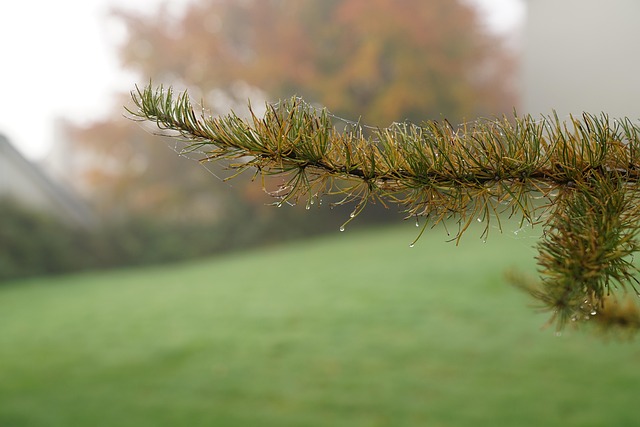 Free Needles Branch photo and picture