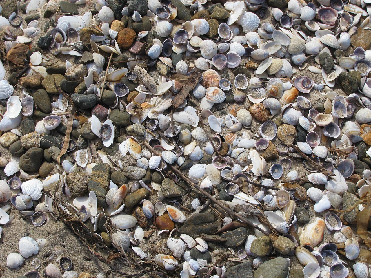 Texture Plage Cailloux - Photo gratuite sur Pixabay - Pixabay