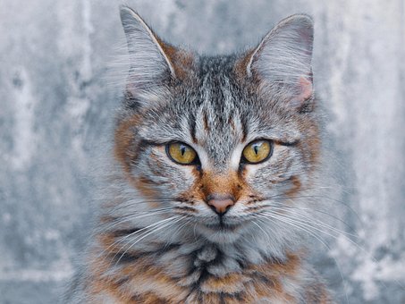 Gato, Mascota, Kitty, Retrato