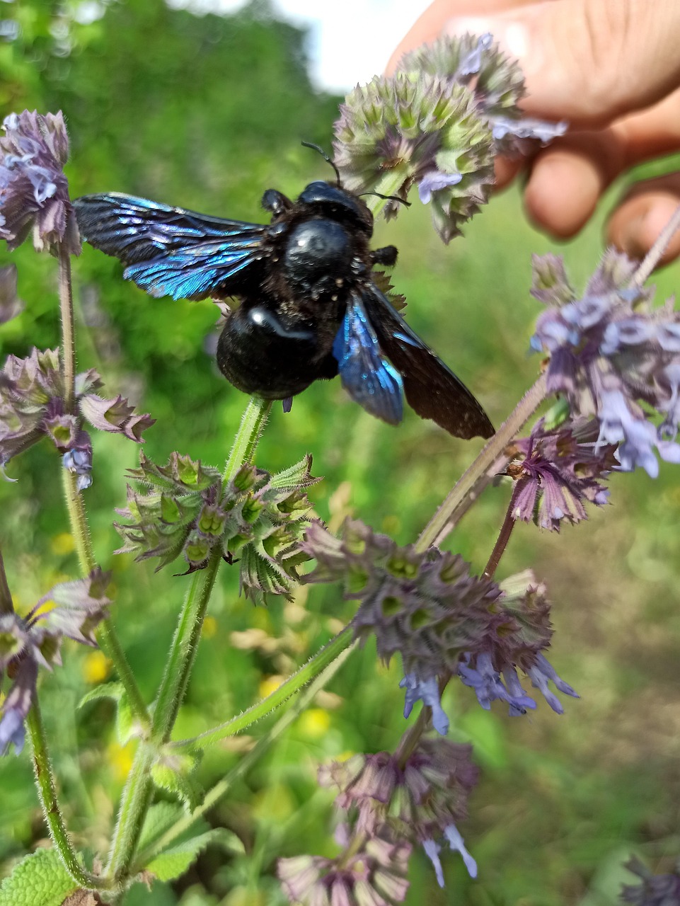 Insect Flower Xylocopa Valga - Free photo on Pixabay - Pixabay