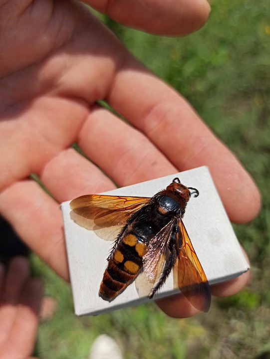 Insect Giant Scolia-Maculata - Free photo on Pixabay - Pixabay