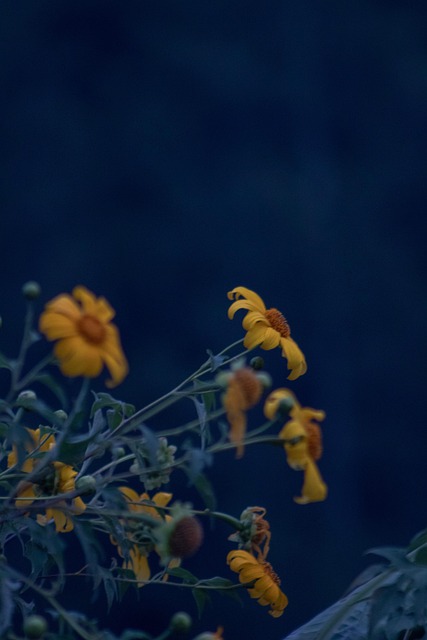 Gul, Blomster, Tusindfryd, Blomstre