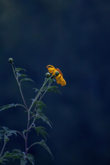 Gul, Blomst, Tusindfryd, Haver, Planter