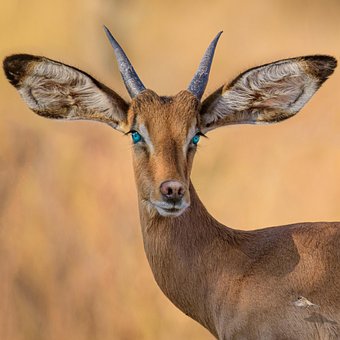 Tutorials, Tiere, Impala, Afrika