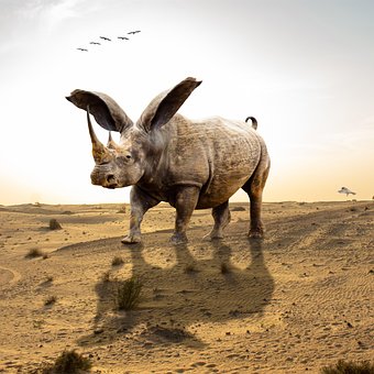 Tutorials, Afrika, Nashorn