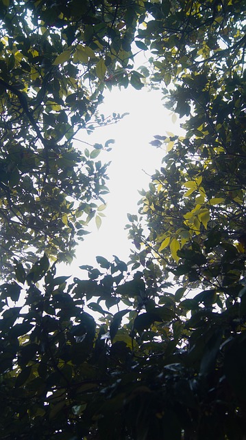 Blätter, Baum, Geäst, Blatt, Muster