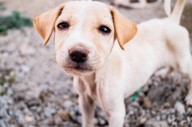 Hund, Hündchen, Haustier, Natur, Tier