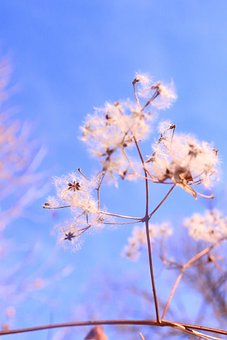 Free Dandelion Close-Up photo and picture