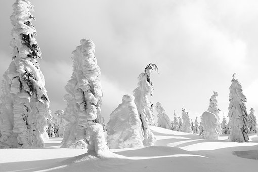 Free Winter Snow-Covered Trees photo and picture