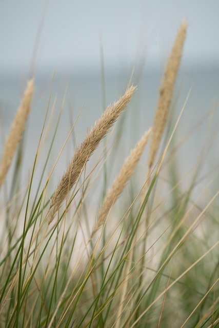 Gras, Pflanzen, Wiese, Flora, Feld