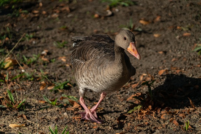 Ente, Vogel, Stockente, Natur