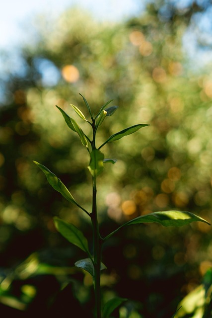 Free Orange Plant photo and picture