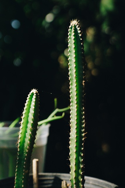 Free Cactus Condo photo and picture