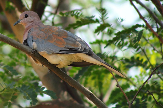 Free Dove Nature photo and picture