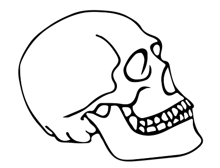 Cráneo, Anatomía, Cabeza, Humano