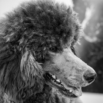 Free King Poodle Dog photo and picture