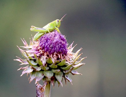 Free Grasshopper Thistle photo and picture