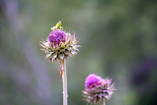 Free Grasshopper Thistle photo and picture