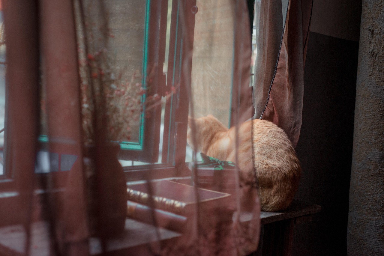 Cat - free online jigsaw puzzle photo