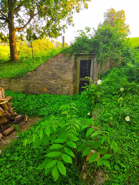 Free Cellar Underground photo and picture
