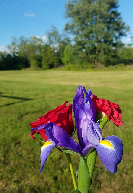 Free Flower Floral photo and picture