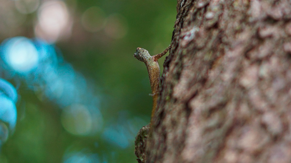 Lizard Reptile Tree - Free photo on Pixabay - Pixabay