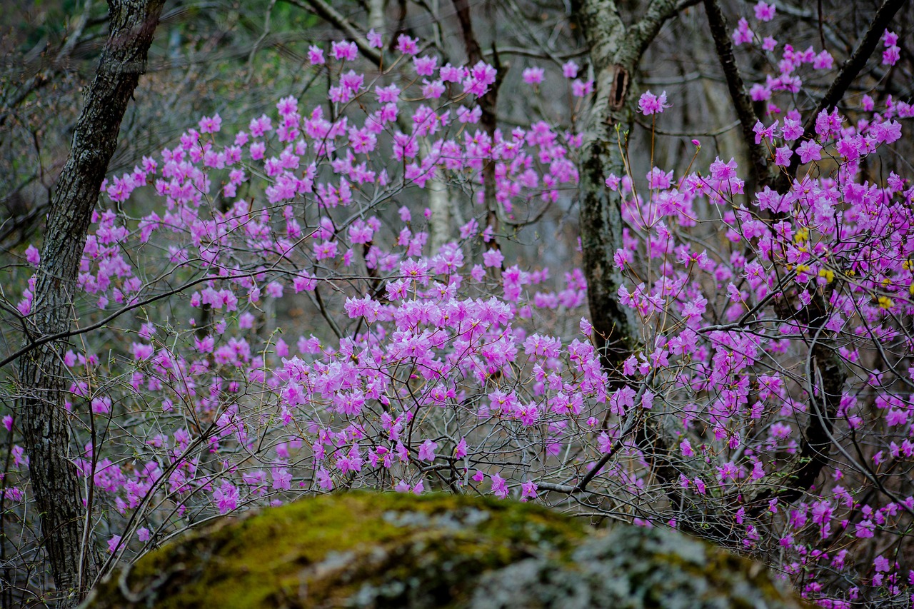 Azalea Spring Cheonmasan - Free photo on Pixabay - Pixabay