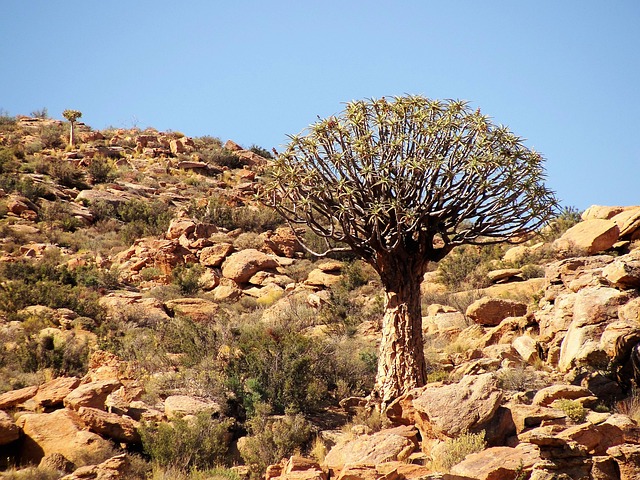 Free Tree Kalahari photo and picture