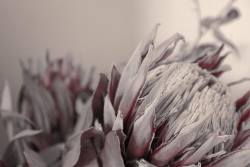 Free Flower Protea photo and picture