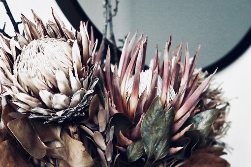 Free Flower Protea photo and picture