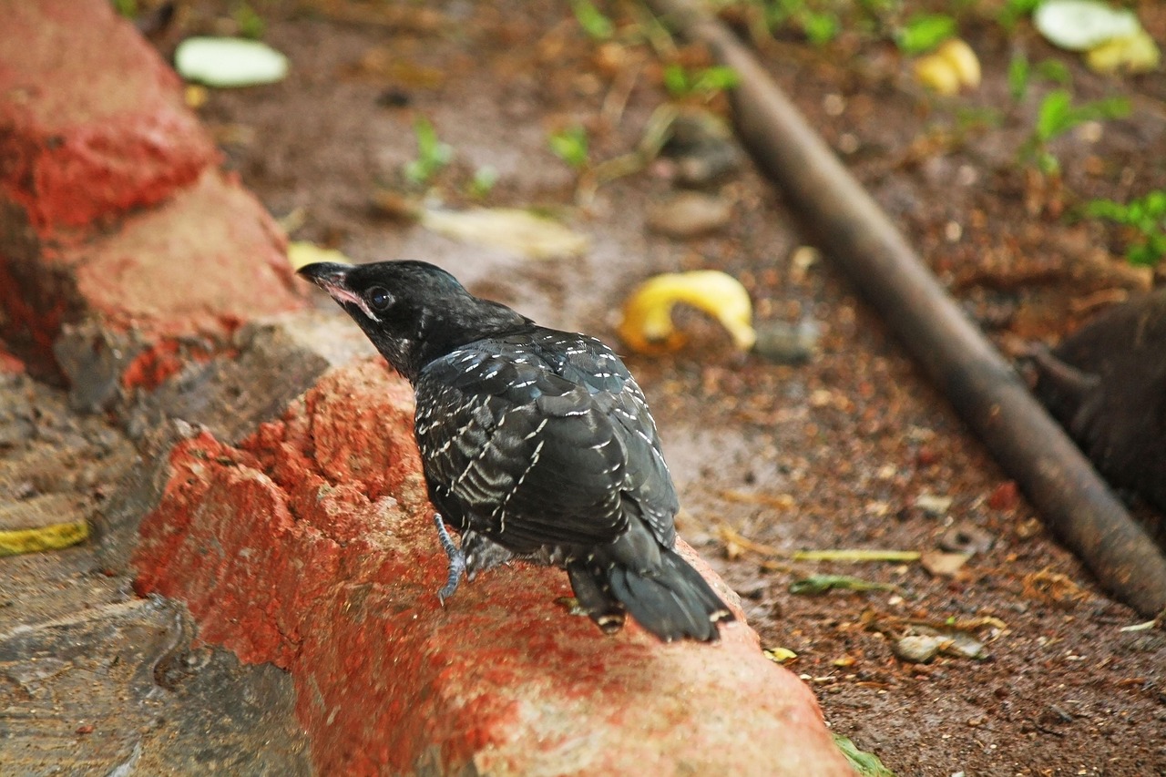 Bird Black Feathers - Free photo on Pixabay - Pixabay