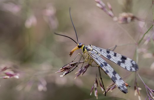 Free Communis Macro photo and picture