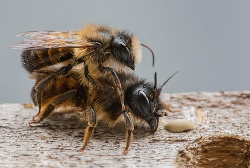 Free Wild Bees Macro photo and picture