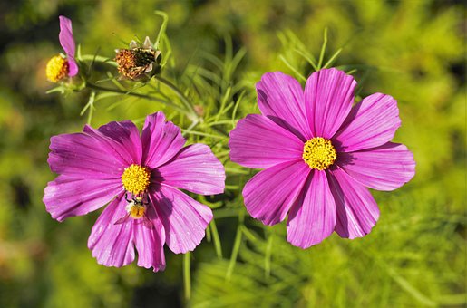 Free Cosmea Flowers photo and picture