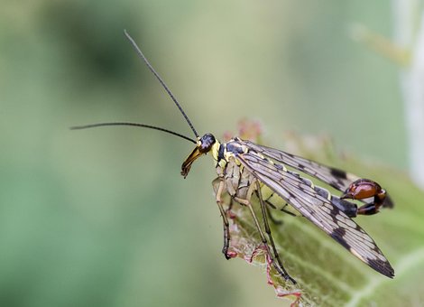 Free Communis Macro photo and picture