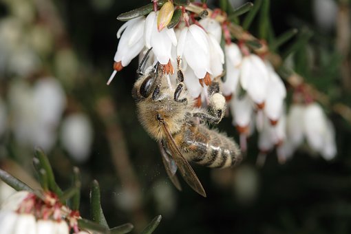 Free Bee Flowers photo and picture