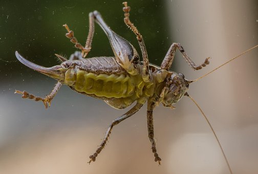 Free Grasshopper Caelifera photo and picture