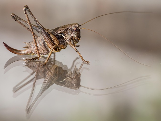 Free Grasshopper Mirroring photo and picture