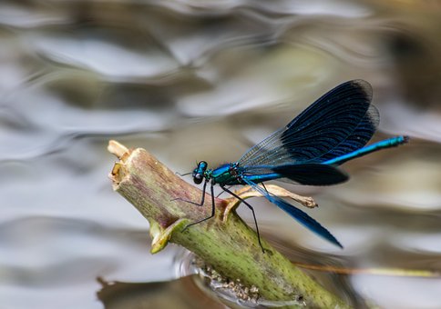 Free Banded Demoiselle Damselfly photo and picture