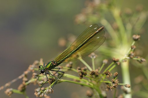 Free Demoiselle Insect photo and picture